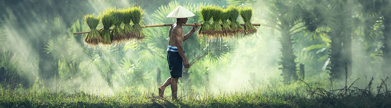 rice farmer carrying rice on shoulders